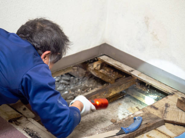 Best Mold Inspection  in Maysville, MO