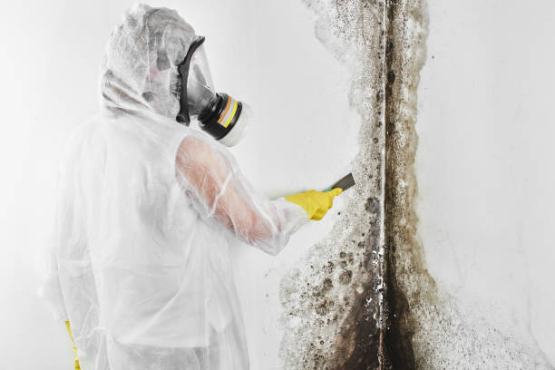 Mold Testing and Removal in Maysville, MO