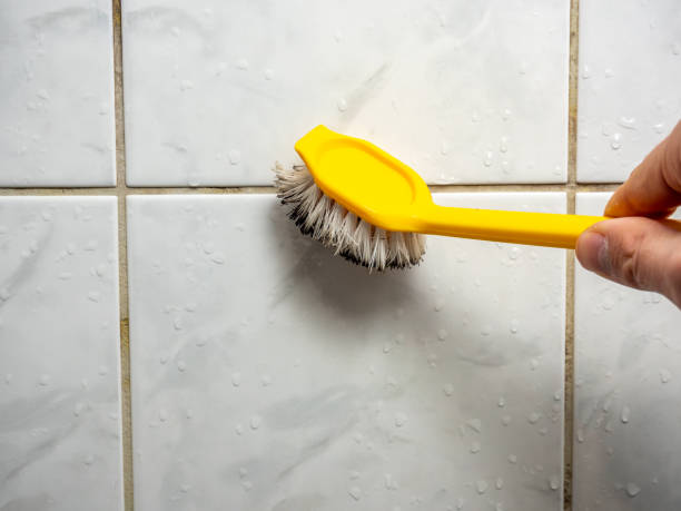 Best Best Mold Removal Companies  in Maysville, MO