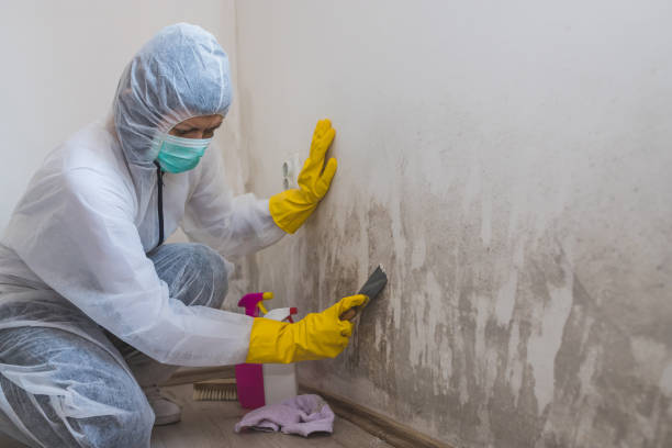 Best Crawl Space Mold Removal  in Maysville, MO