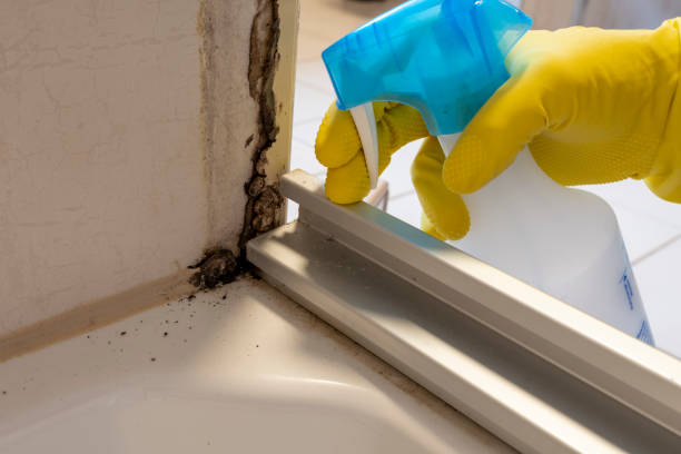 Best Residential Mold Removal  in Maysville, MO