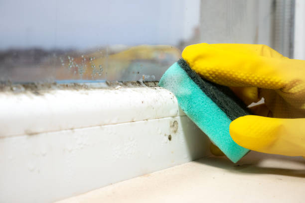 Best Office Mold Removal Services  in Maysville, MO